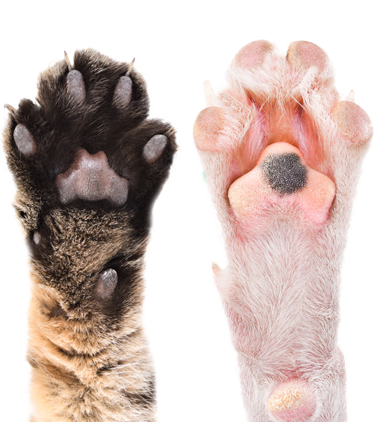 Cat and dog paw. Unique accessories for dogs, cats, and you​