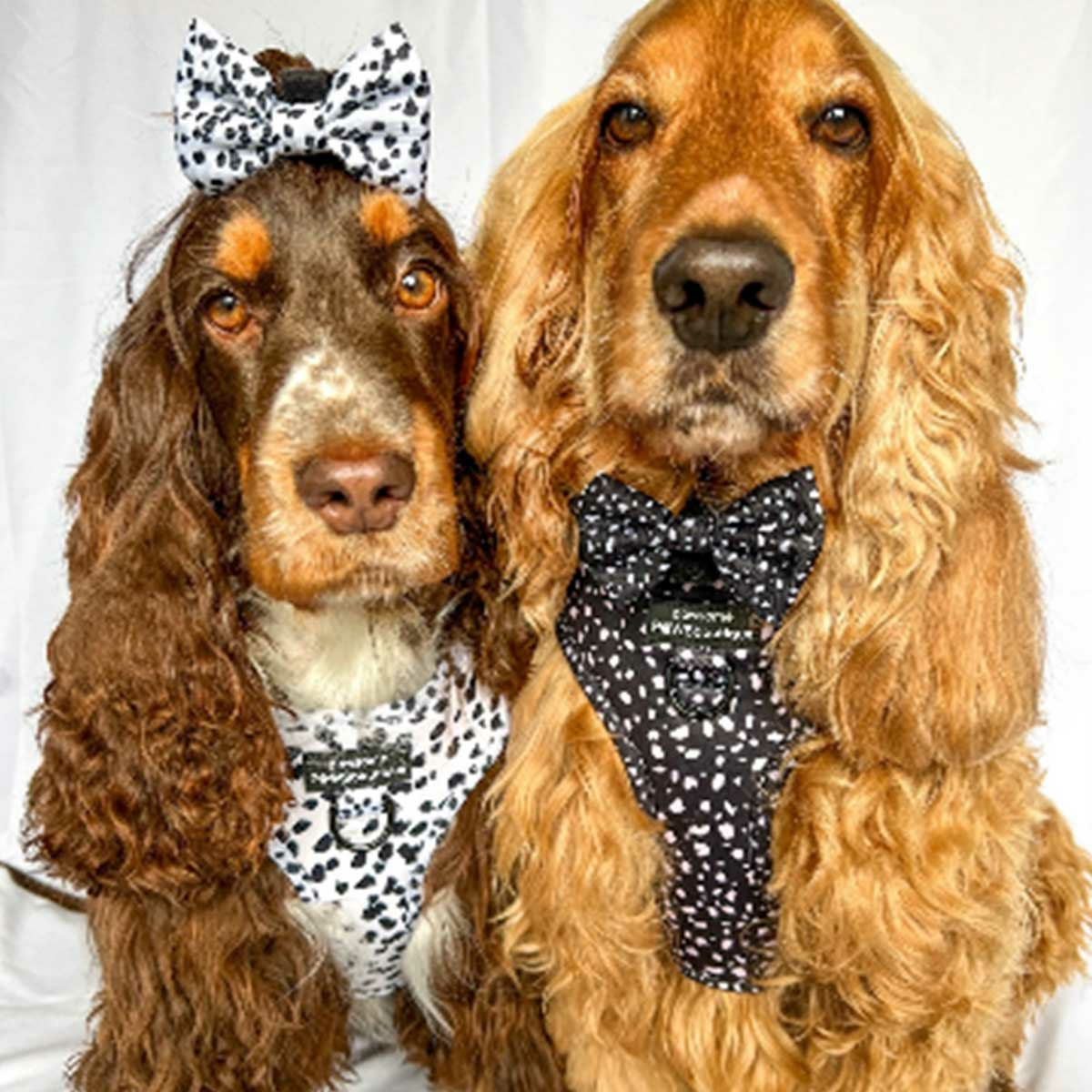 Two dogs wearing Pawsome Paws Boutique Bow Ties – Perdita