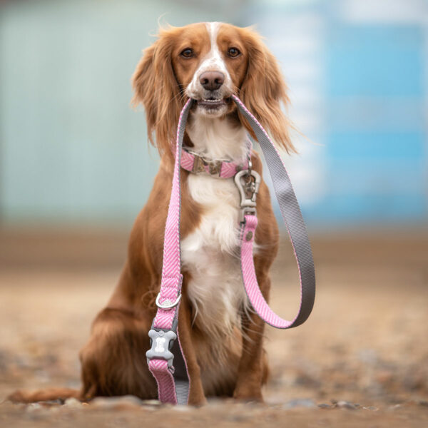 Collars, Harnesses & Leads