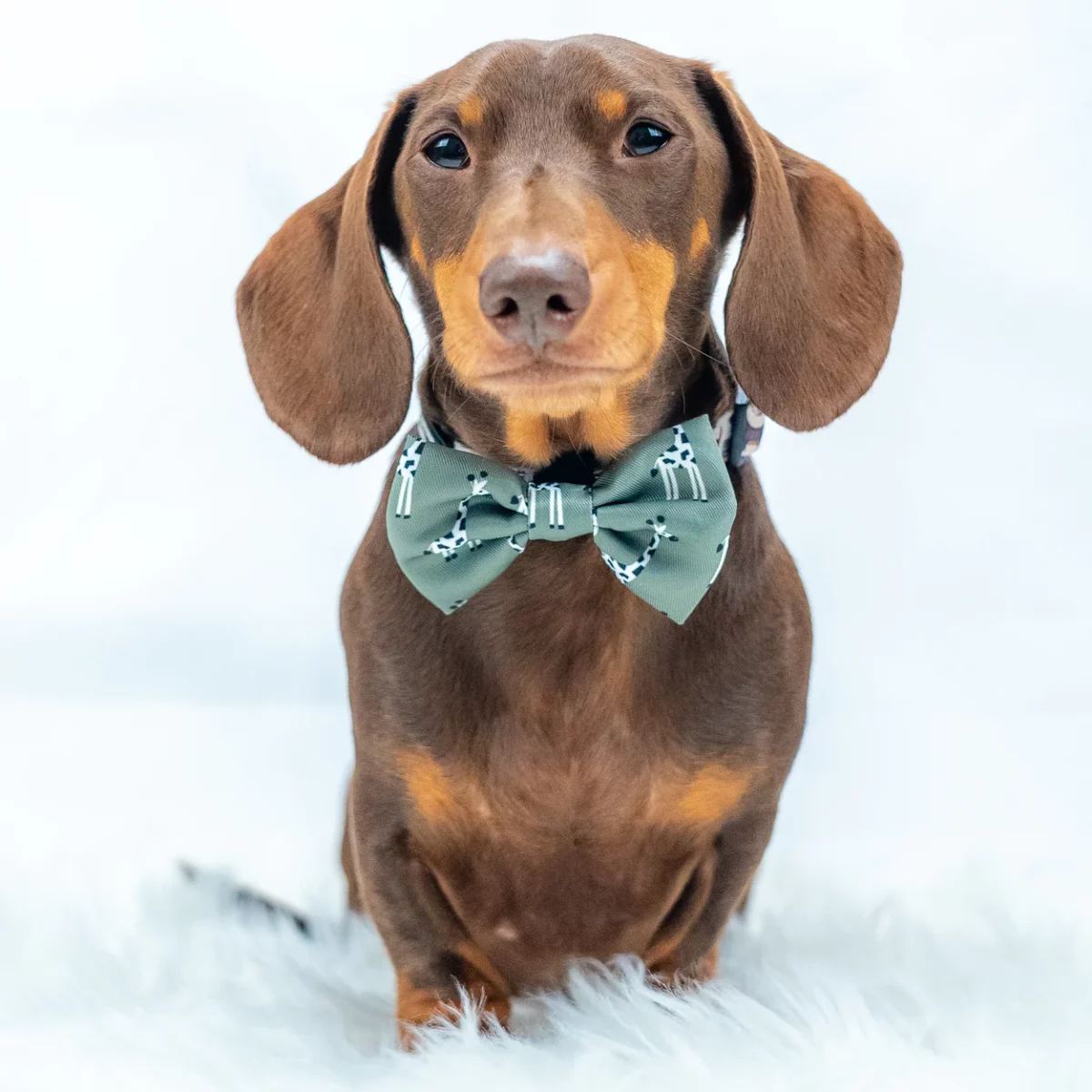 Pawsome Paws Boutique Bow Tie Gregory the Giraffe