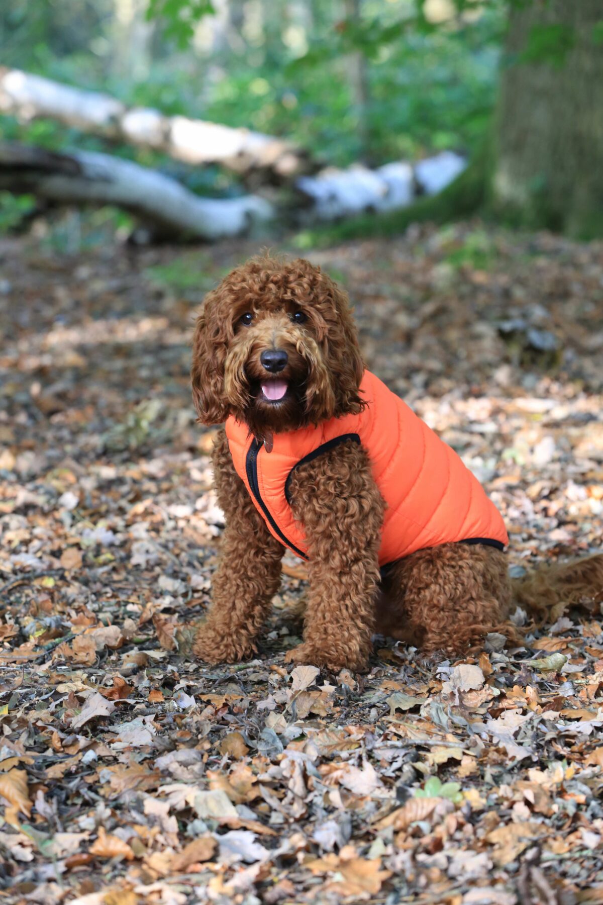 More about our Hugo & Hudson Reversible Dog Puffer Jacket – Orange and Navy | Water Resistant | Collar Attachment Hole from Catdog Store