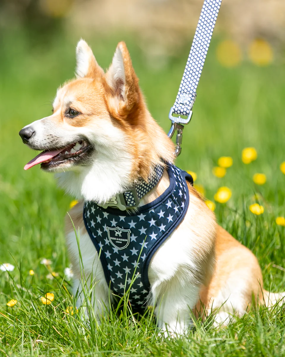 Hugo & Hudson Navy Star Fabric Dog Collar from Catdog Store