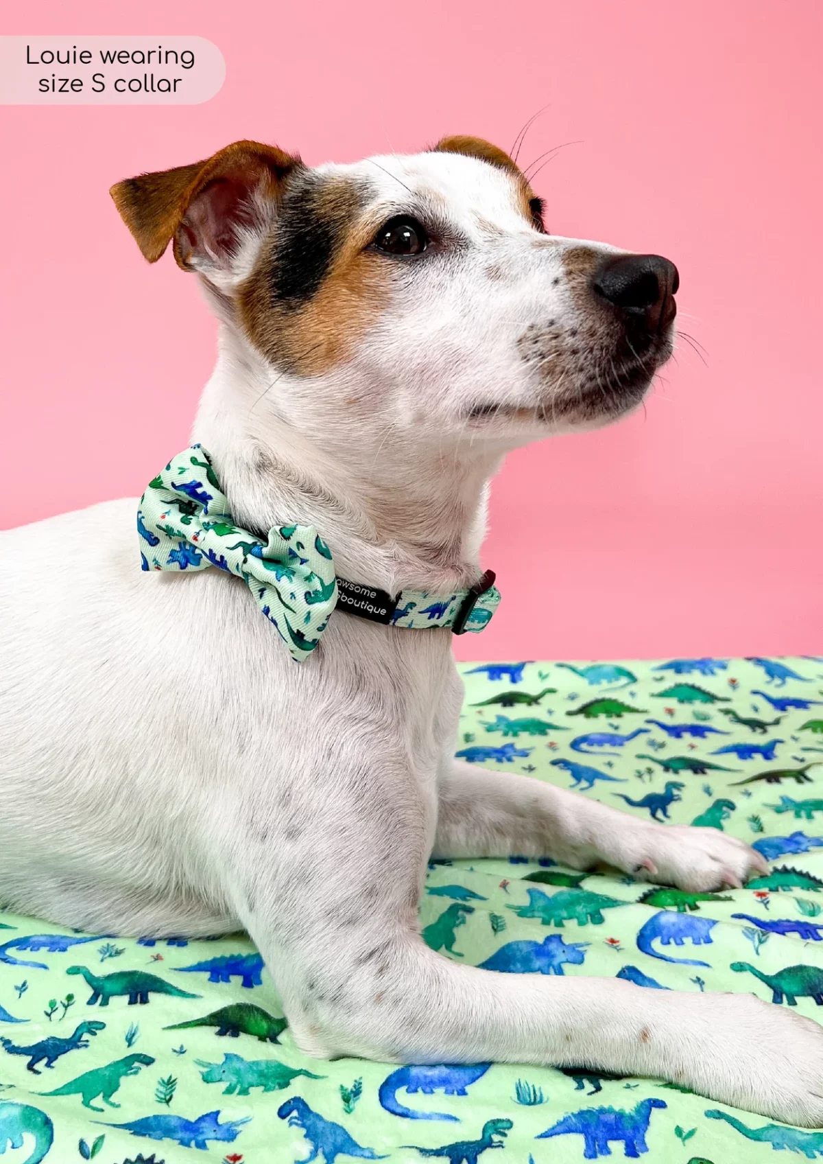Pawsome Paws Boutique Dinky Dino Collar from Catdog Store