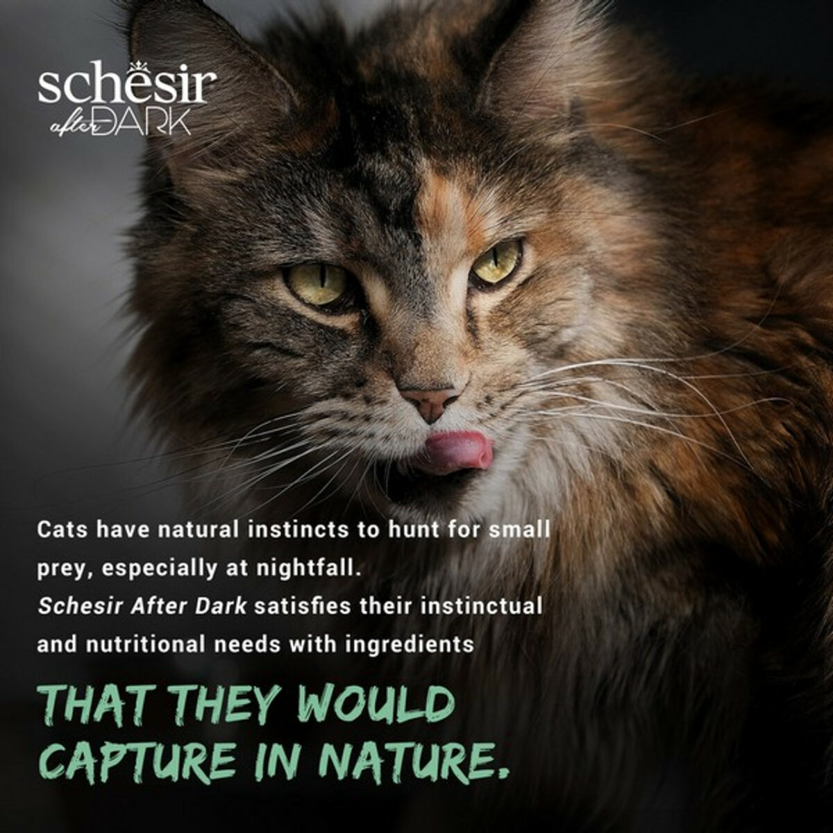 Schesir After Dark Wholefood Variety Pack | Adult Cat Mixed | 12X80g - Image 10