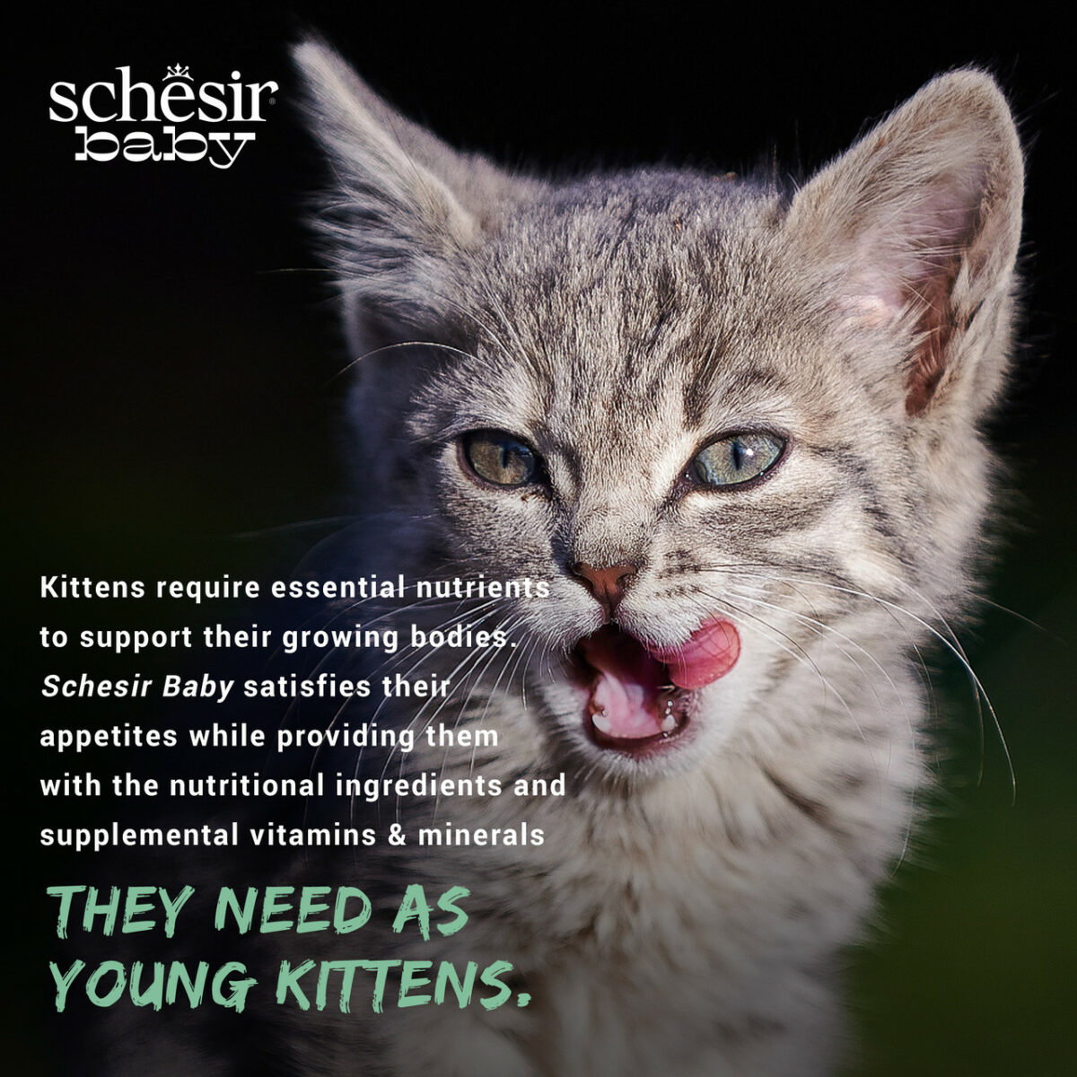 Schesir Baby Mousse | Kitten | Chicken | 70g