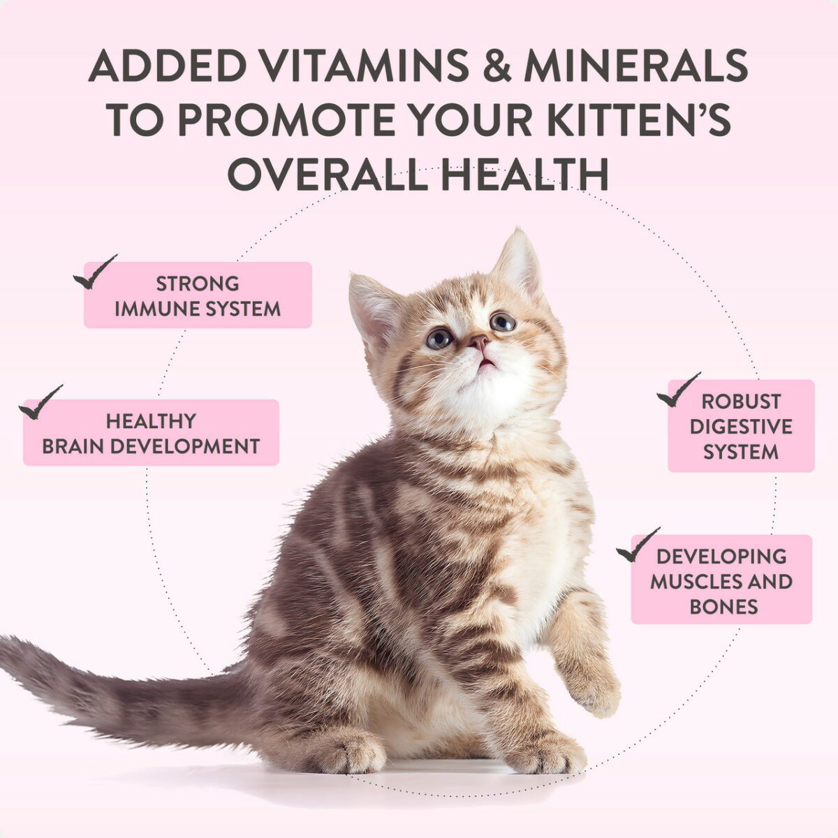 Schesir Baby Mousse | Kitten | Chicken | 70g - Image 8