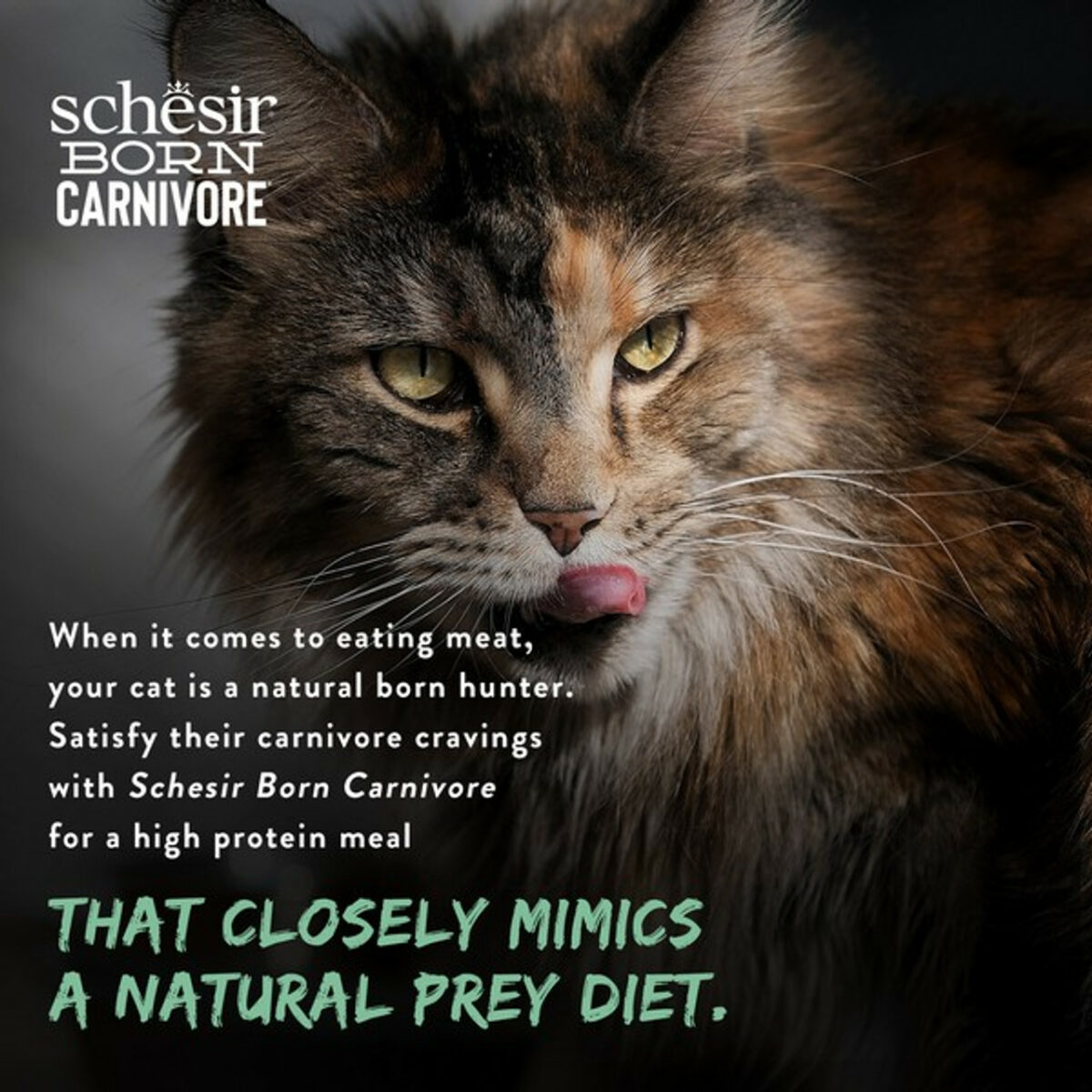 Schesir Dry Born Carnivore Chicken & Egg | Adult - Image 10