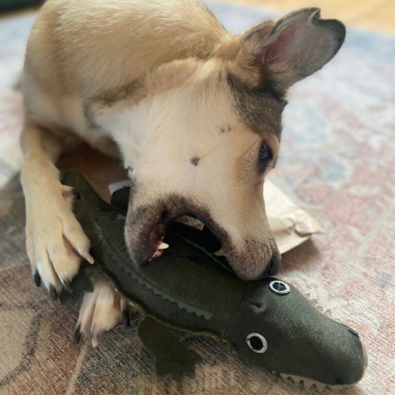 dog toys for dogs including chew toys and rope toys