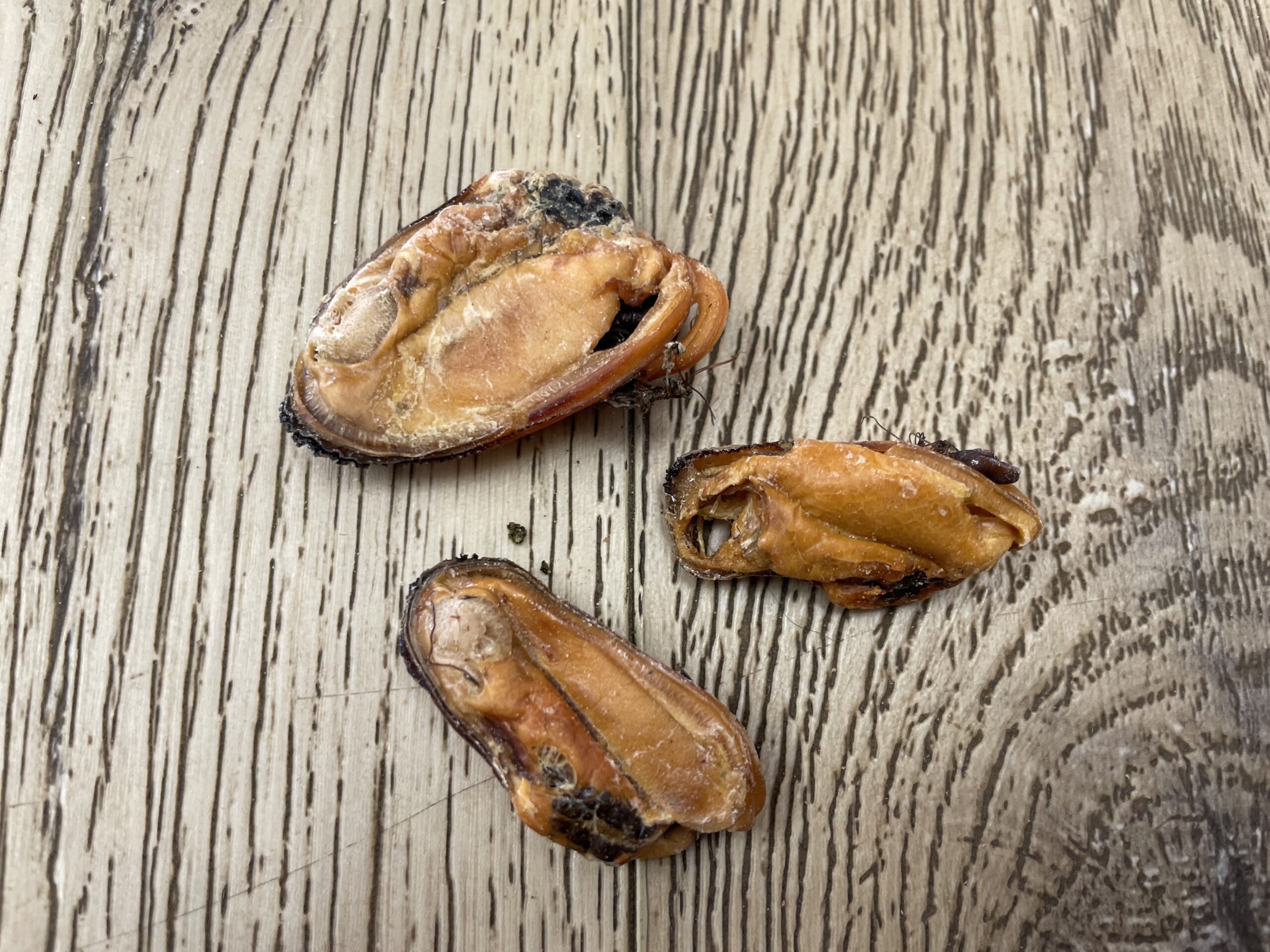 Green Lipped Mussels - Dog treat for joints