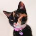 Cat Category Icon
