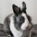 Small Animal Category